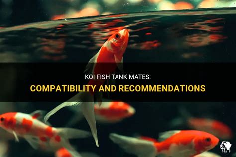 best tank mates for koi fish|koi fish living conditions.